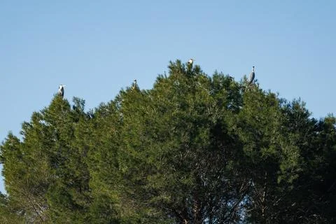 Grey herons perched in the treetops of pine trees by the Beniarres reservoir Stock Photos