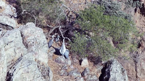 Grey herons resting in a rocky nest by Tagus river, Ardea cinerea flock in M Stock Footage 337939272
