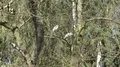 Grey herons sitting on bare tree thicket without leaves in spring season 4k or 4k+ Resolution