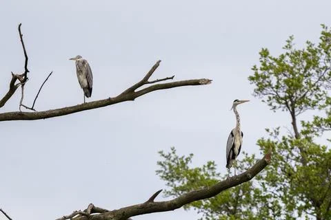 Grey Herons Sitting In Tree Stock Photos