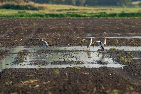 Grey herons stand in a large pool of water in a field Stock Photos