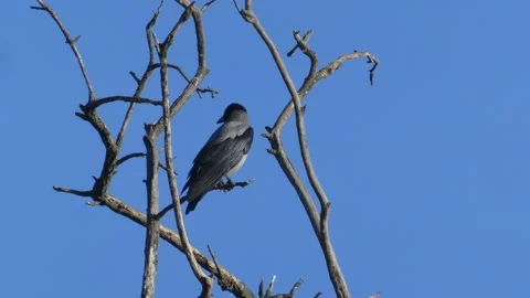 Grey hooded crow sitting on a dry branch and flying away against blue sky Stock Footage 330675373