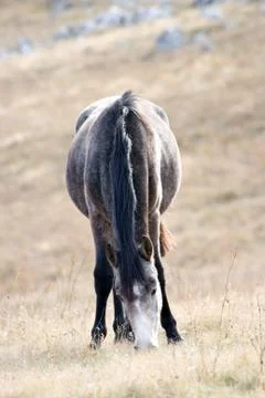Grey hors Stock Photos