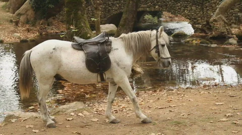 Grey horse Stock Footage 863615