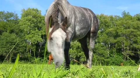 Grey horse Stock Footage 8606218