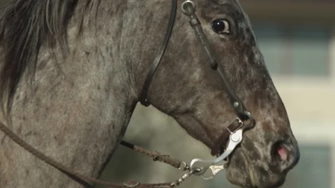 Grey Horse Stock Footage 121535418