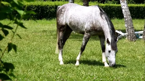 A grey horse grazing in a paddock Stock Footage 77862220