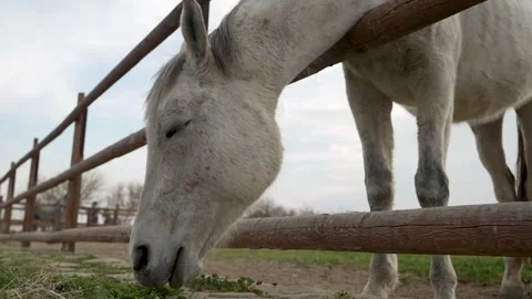 Grey horse grazing in paddock. White horse chewing, standing behind wooden .. Stock Footage 306247243