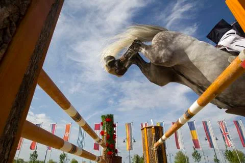 Grey horse jumps over the obstacle Stock Photos