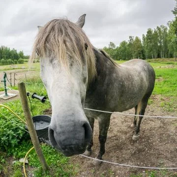 A grey horse looking close at the camera over an electrical fence Foto stock