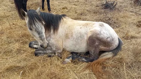 Grey horse lying in winter grass on a cold, cloudy day Stock Footage 159558570
