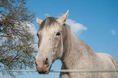 Grey horse in a meadow behind an electric fence Foto stock