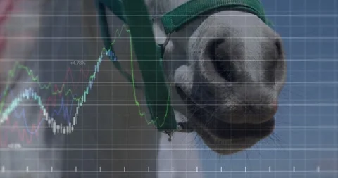 Grey horse muzzle wearing green halter strap getting overlaid with candlestick Stock Footage 326425460