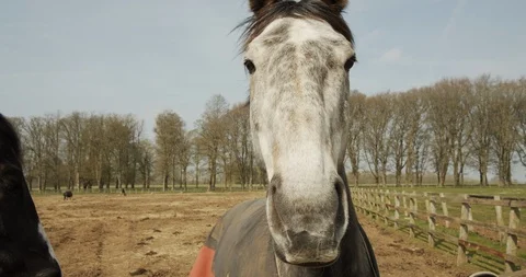 Grey Horse Standing in the Wind in Paddock.  Stock Footage 107559248