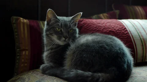 Grey House Cat 스톡 동영상 33576366