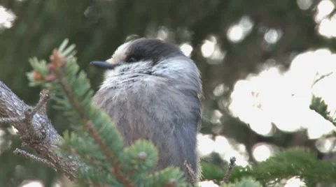 Grey Jay 2 close Stock Footage 7906401