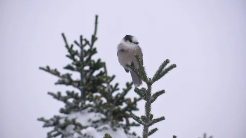 Grey jay bird perching on fir tree during winter Stock Footage 100172095