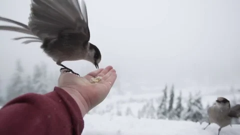 Grey Jay eating out of human hand during snowfall Stock Footage 71351249