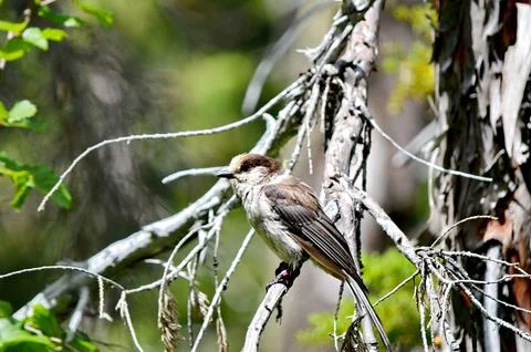 A Grey Jay or also known as a Canada Jay Stock Photos