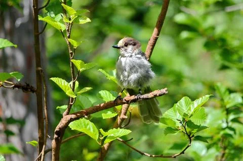 A Grey Jay or also known as a Canada Jay Stock Photos