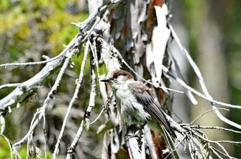 A Grey Jay or also known as a Canada Jay Stock Photos