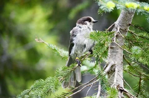 A Grey Jay or also known as a Canada Jay Stock Photos