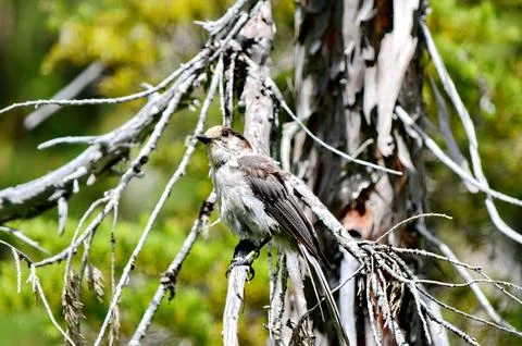 A Grey Jay or also known as a Canada Jay Stock Photos