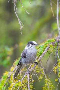 Grey Jay perched in a tree. Stock Photos