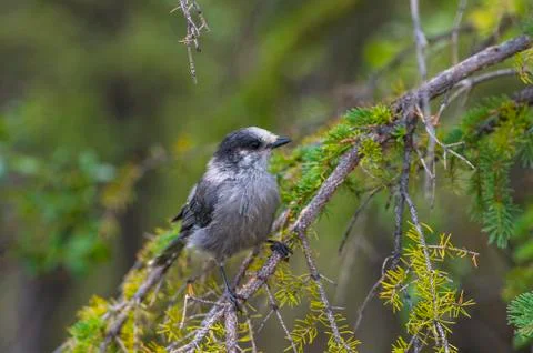 Grey Jay perched in a tree. Stock Photos