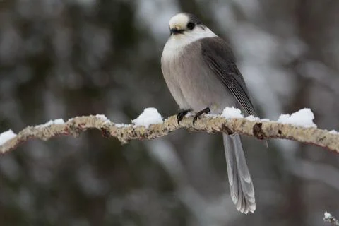 Grey Jay Фото