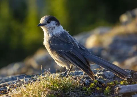 Grey jay standing on rocks during golden hour in natural habitat showcasing.. Stock Photos