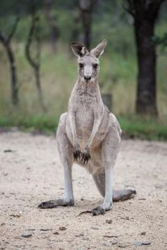 Grey kangaroo closeup Stock Photos