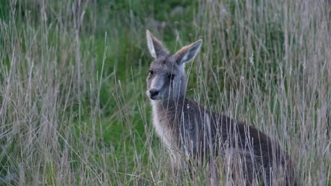 Grey Kangaroo Eating in Long Grass - Close Up 4K Stock Footage 220328099