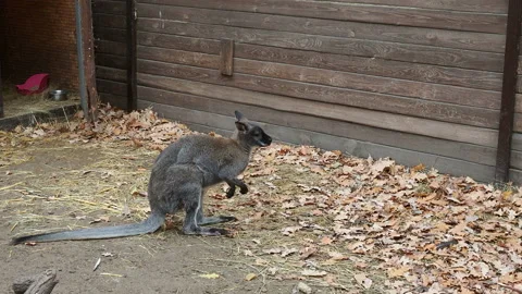 Grey kangaroo on the farm in autumn eats Stock Footage 143188219