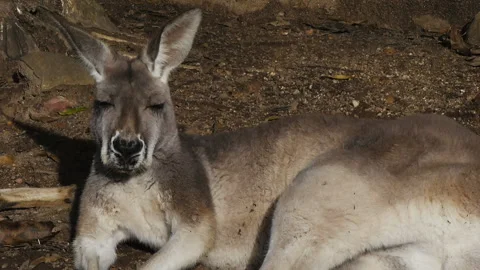 Grey kangaroo Stock Footage 132396499