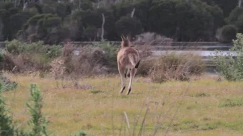 Grey Kangaroo, Forester Kangaroo Vídeos de archivo 10855320