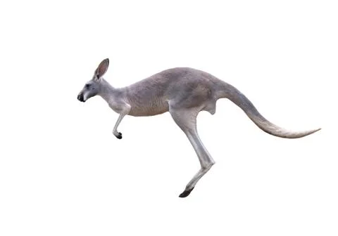 Grey kangaroo jumping Stock Photos