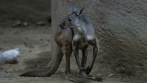 Grey Kangaroo Looking Around Stock Footage 93498880