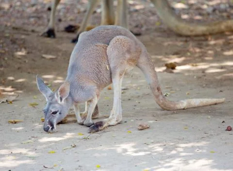 Grey kangaroo Stock Photos