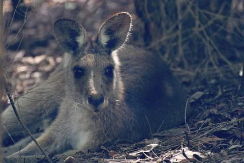 Grey kangaroo Stock Photos