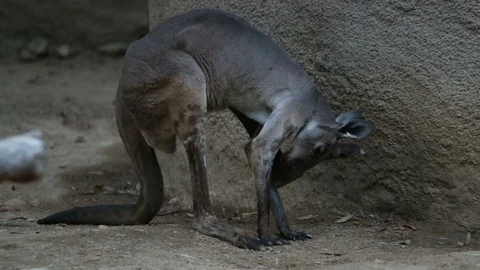Grey Kangaroo Scratching Stock Footage 93499021