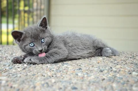 Grey kitten bathing outdoors Stock Photos