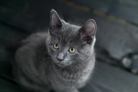 Grey kitten on dark background. Stock Photos