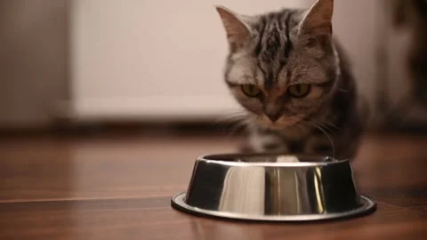 Grey kitten eats and looks at the camera Stock Footage 265904893