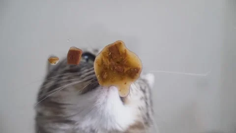 Grey Kitten Eats Soft Wet Food POV close up Stock Footage 317678231