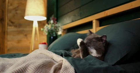 Grey kitten meticulously washes its paw while comfortably lounging on a soft Stock-Footage 307554504