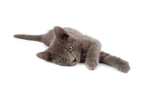 Grey kitten Stock Photos