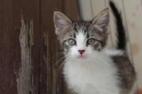 Grey Kitten Stock Photos