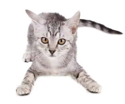 Grey kitten playing and white background Stock Photos