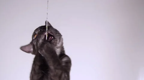 Grey kitten playing 動画素材 44233469